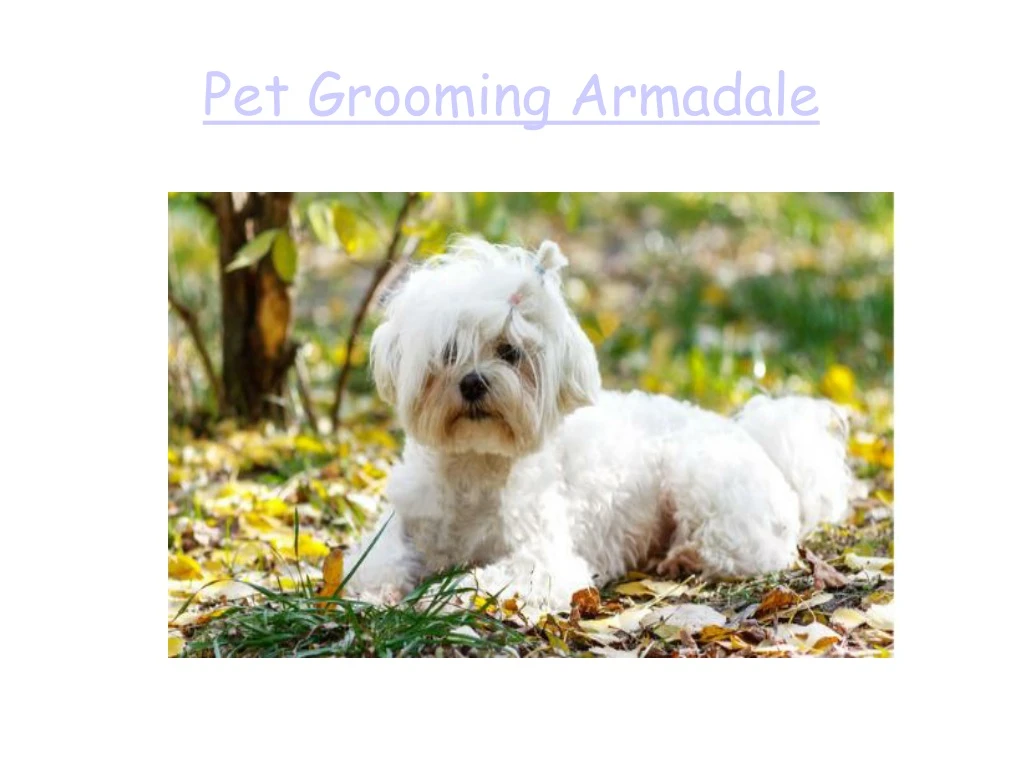 pet grooming armadale
