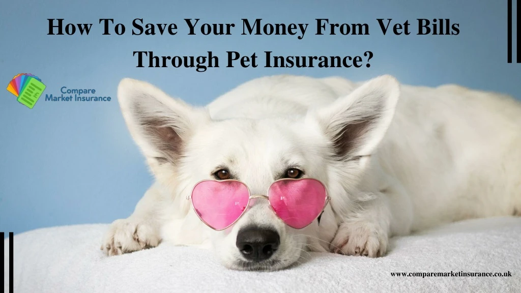 how to save your money from vet bills through