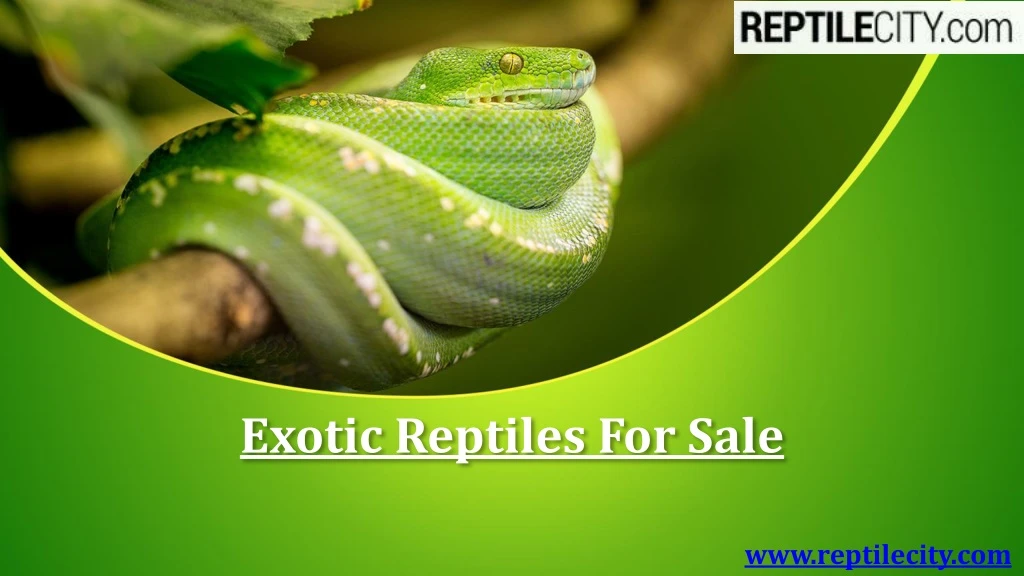 exotic reptiles for sale