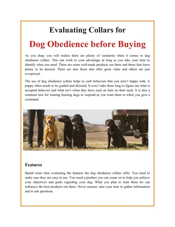 Evaluating Collars for Dog Obedience before Buying