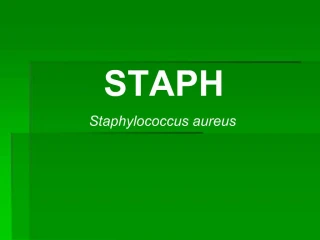 STAPH Staphylococcus aureus