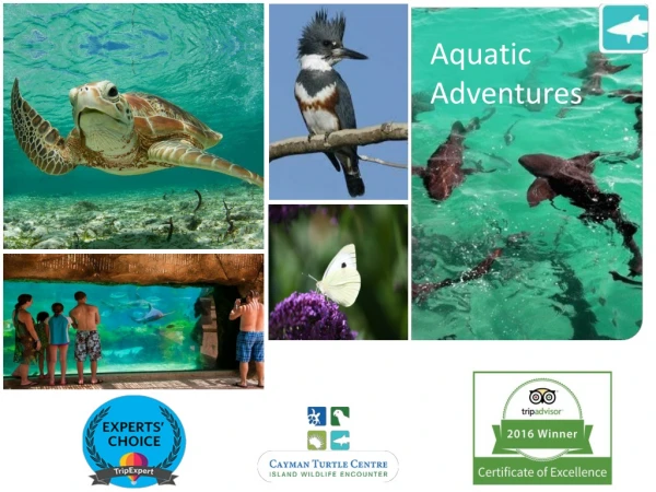 Participate in a Variety of Edutainment Programs in the Cayman Islands