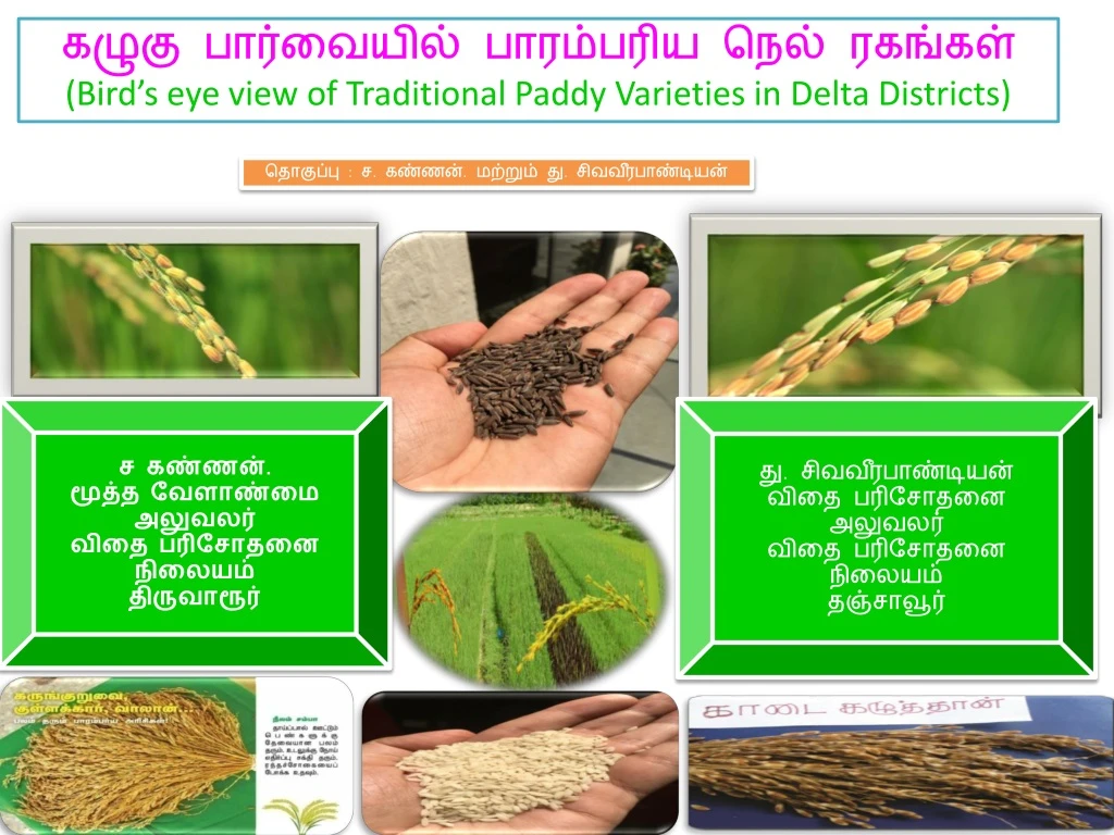 bird s eye view of traditional paddy varieties