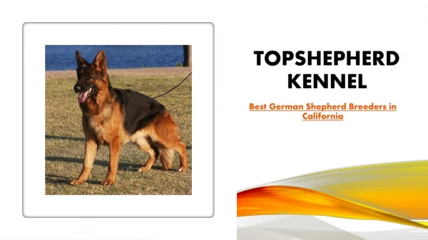 Best German Shepherd Breeders in California | Topshepherd Kennel