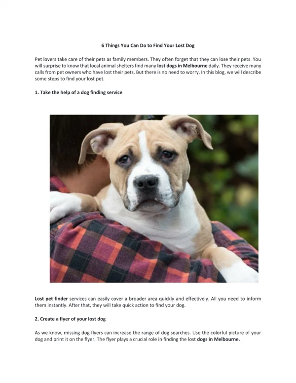 6 Things You Can Do to Find Your Lost Dog
