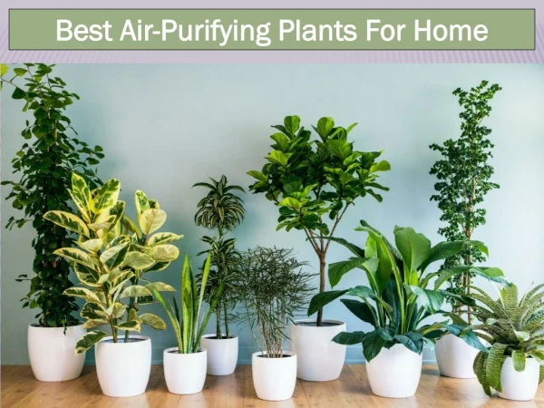 Best Air-Purifying Plants for Garden