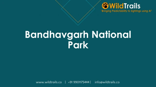 Bandhavgarh Tiger Sightings | Bandhavgarh National Park