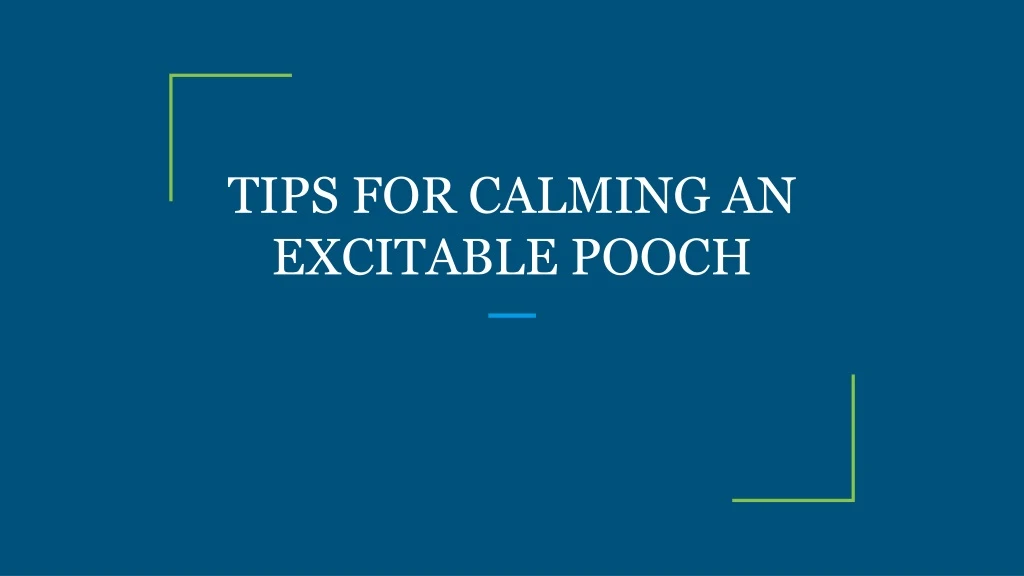 tips for calming an excitable pooch