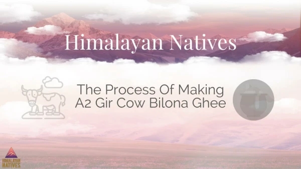 The Process Of Making A2 Gir Cow Bilona Ghee