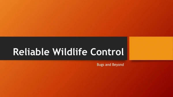 Reliable Wildlife Control Companies Boulder CO