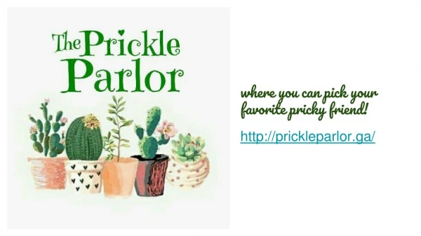 Cactus In Painted Pots - The Prickle Parlor