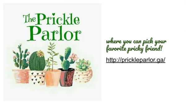 Cactus In Painted Pots - The Prickle Parlor