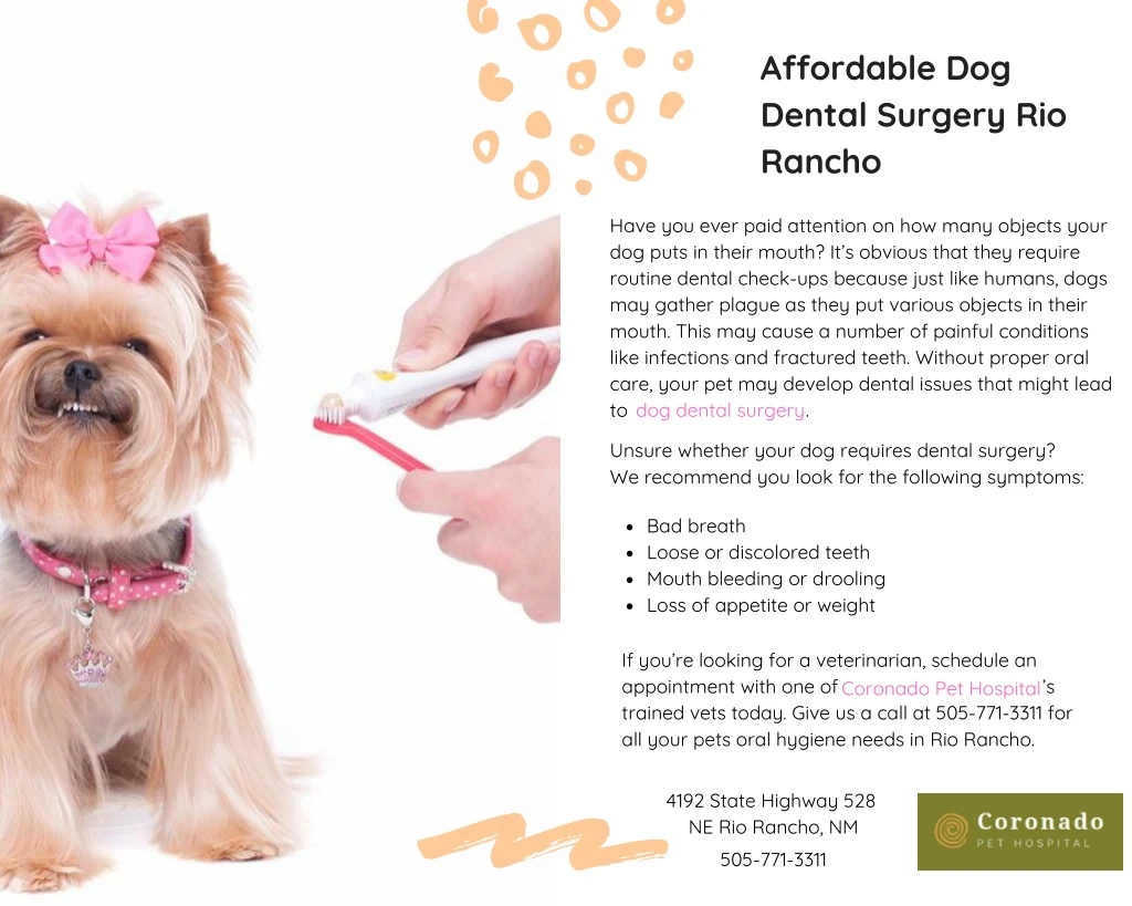 affordable dog dental surgery rio rancho