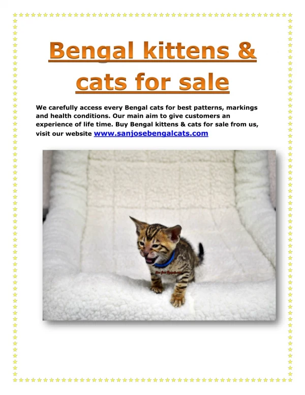 Buy Bengal kittens & cats for sale