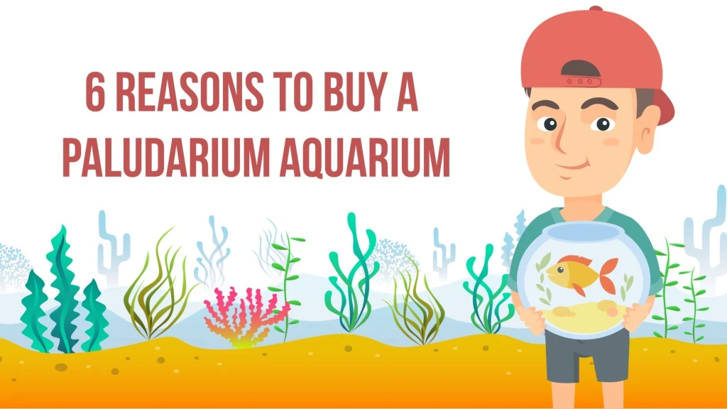 6 reasons to buy a paludarium aquarium