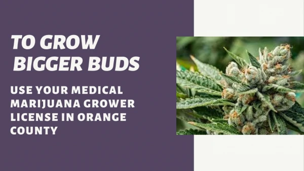 How to Grow Bigger Buds
