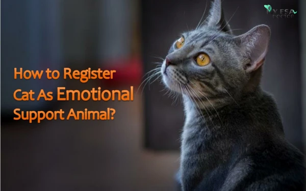 How to Register Cat as Emotional Support Animal?