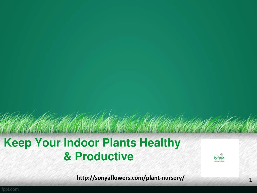keep your indoor plants healthy productive