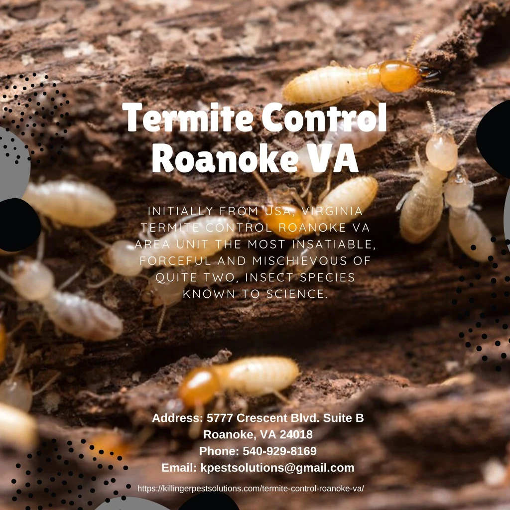 termite control roanoke va
