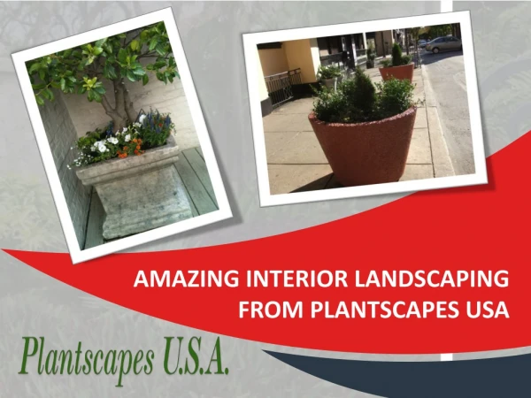 Amazing Interior Landscaping from Plantscapes USA