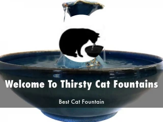 Detail Presentation On Thirsty Cat Fountains