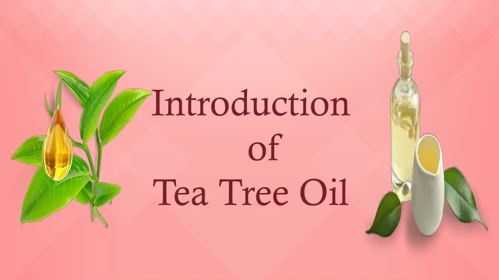 introduction of tea tree oil