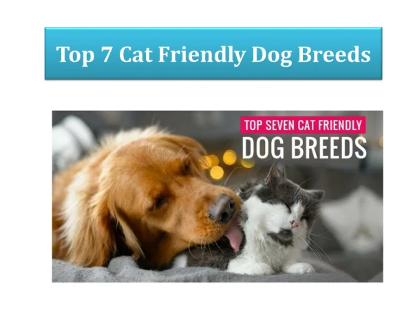 Top 7 Cat-Friendly Dog Breeds for your Felines | BudgetVetCare