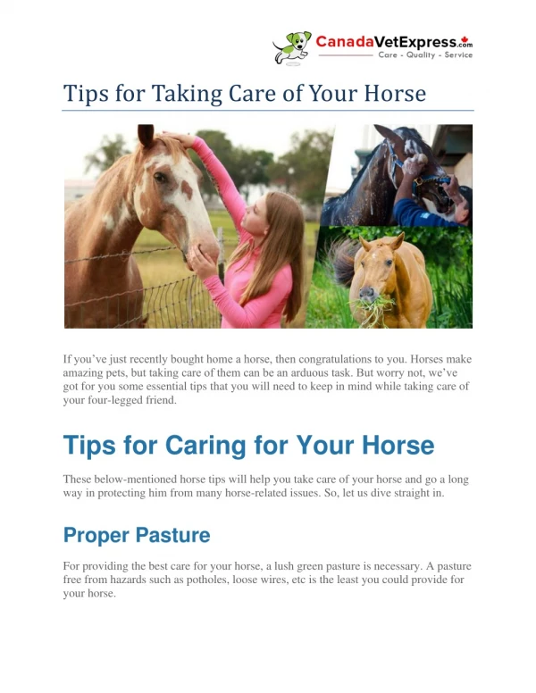 tips for taking care of your horse