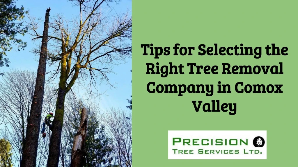 tips for selecting the right tree removal company in comox valley
