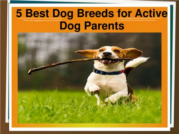 5 Best Dog Breeds for Active Dog Parents