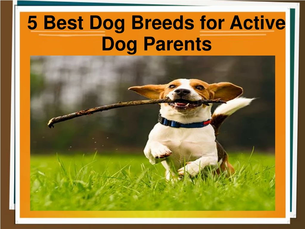 5 best dog breeds for active dog parents