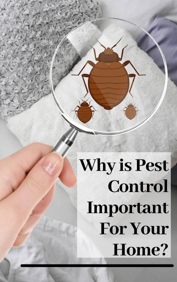 Why is pest control important for your home?