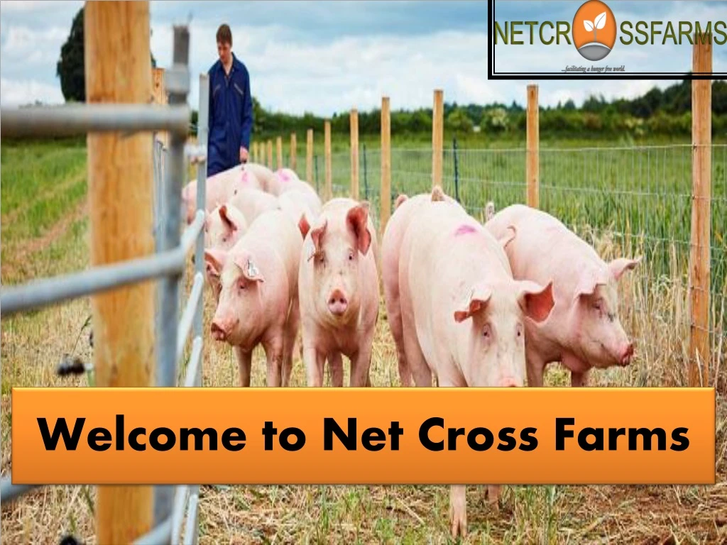 welcome to net cross farms
