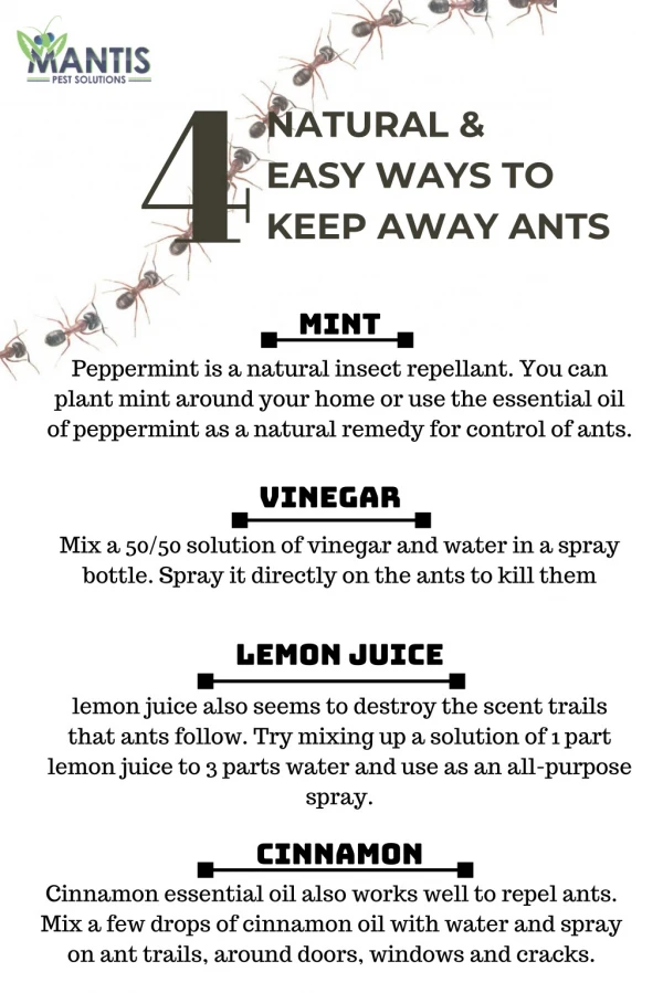 4 natural & easy ways to keep away ants