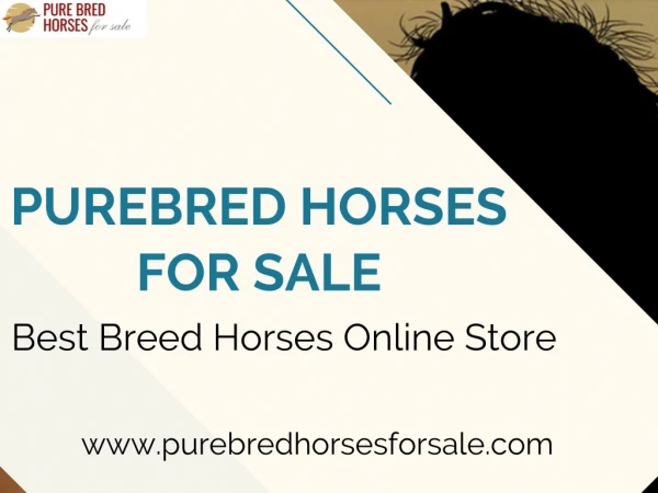 Buy Horse Online Of Your Choice At Our Online Store