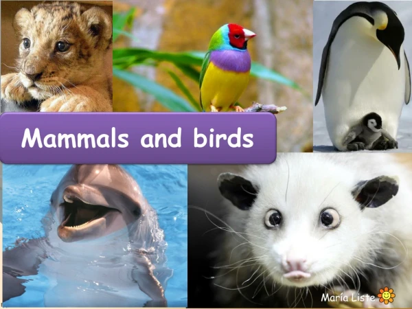 Mammals and Birds