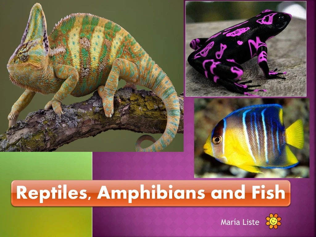reptiles amphibians and fish