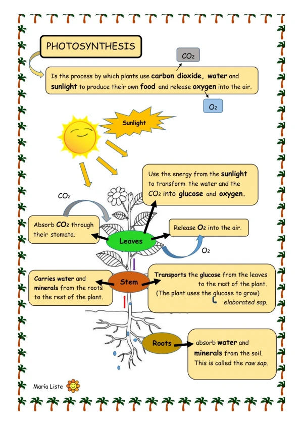 Photosynthesis diagram for kids