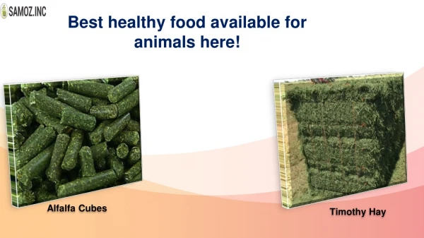 Best healthy food available for animals here!