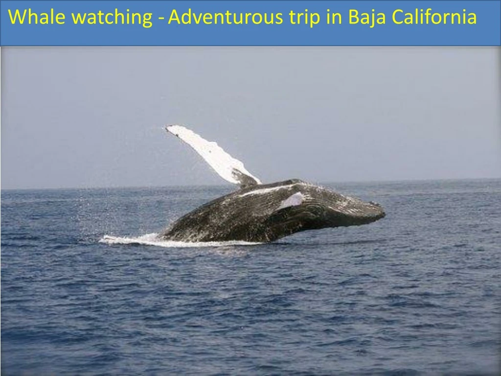 whale watching adventurous trip in baja california