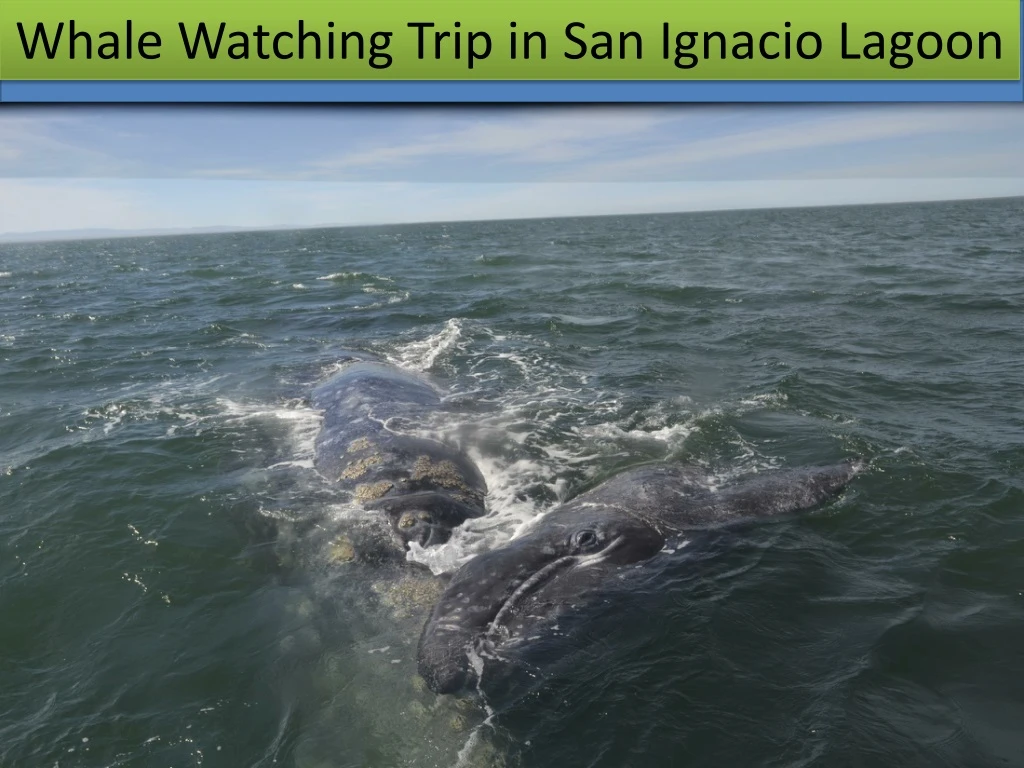 whale watching trip in san ignacio lagoon