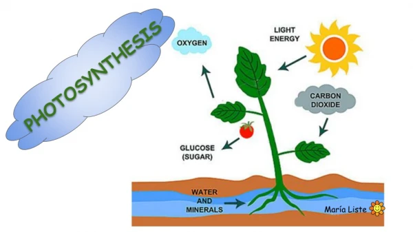 Photosynthesis