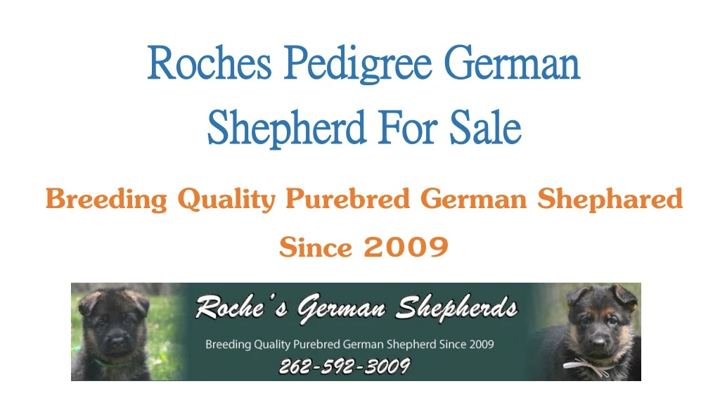 roches pedigree german shepherd fo r sale