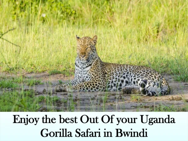 Enjoy the best Out Of your Uganda Gorilla Safari in Bwindi