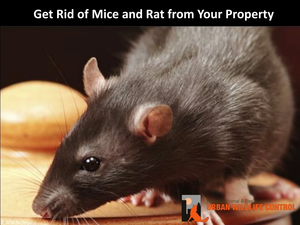 get rid of mice and rat from your property