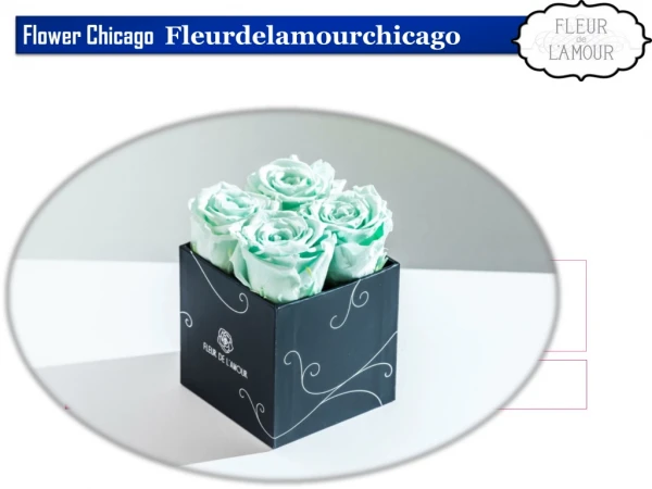 Flower Chicago