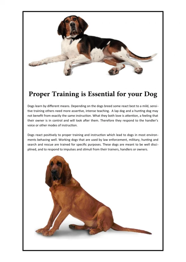 Proper Training is Essential for your Dog