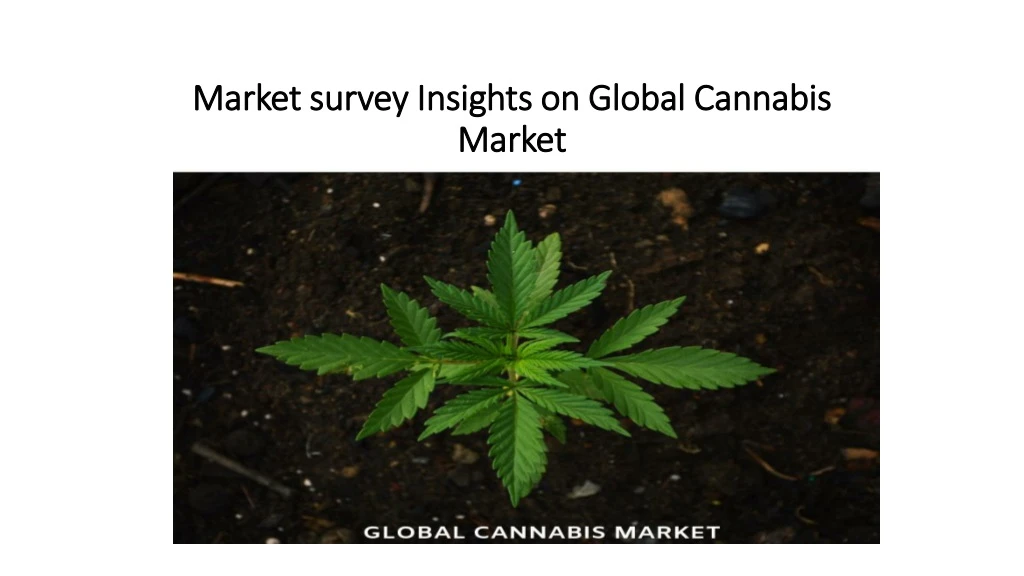 market survey insights on global cannabis market