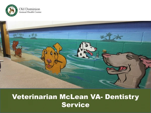Veterinarian McLean VA- Dentistry Service