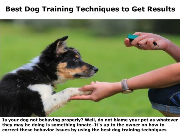 Best Dog Training Techniques to Get Results
